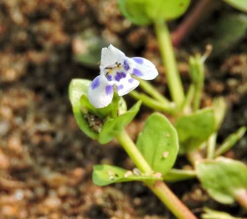 Lindernia rotundifolia