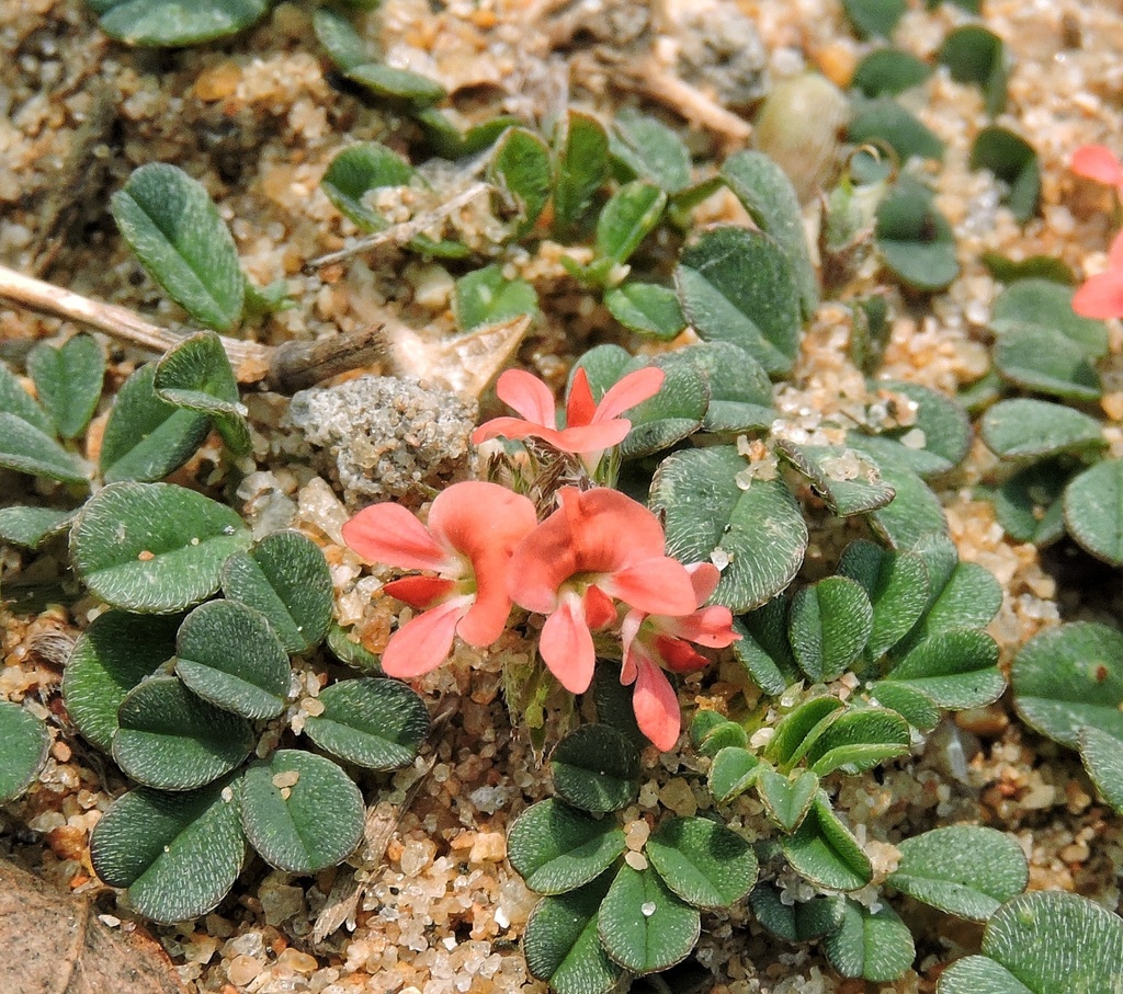 Indigofera linnaei (Indigofera linnaei)