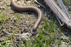 Anguis fragilis