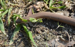 Anguis fragilis