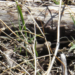 Sceloporus slevini