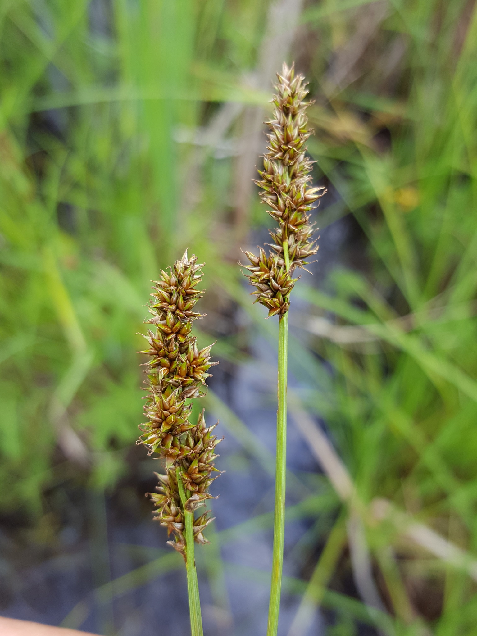 Carex diandra