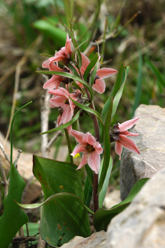 Fritillaria stenanthera