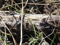 Sceloporus slevini