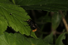 Volucella bombylans