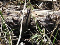 Sceloporus slevini