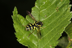 Xanthogramma