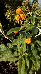 Buddleja globosa