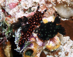 Nembrotha
