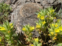Mohavea breviflora