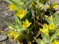 Mohavea breviflora