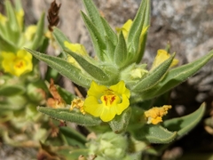 Mohavea breviflora
