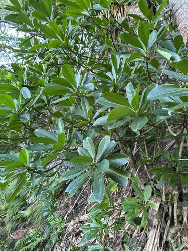 Ochrosia nakaiana iNat (2)