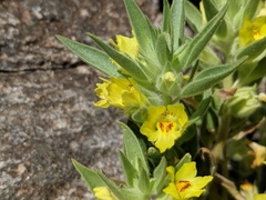 Mohavea breviflora