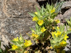 Mohavea breviflora
