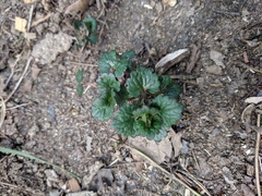 Glechoma hederacea