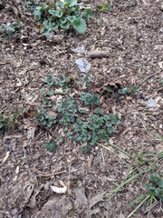 Glechoma hederacea