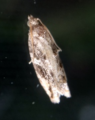 Proteoteras crescentana