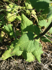Scrophularia villosa
