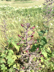 Scrophularia villosa