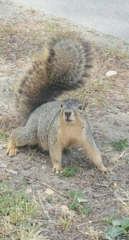 Sciurus niger