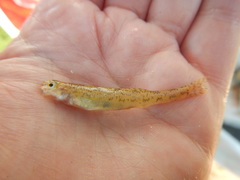 Etheostoma chlorosoma