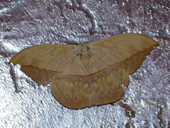 Oxytenis modestia