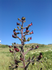 Scrophularia villosa