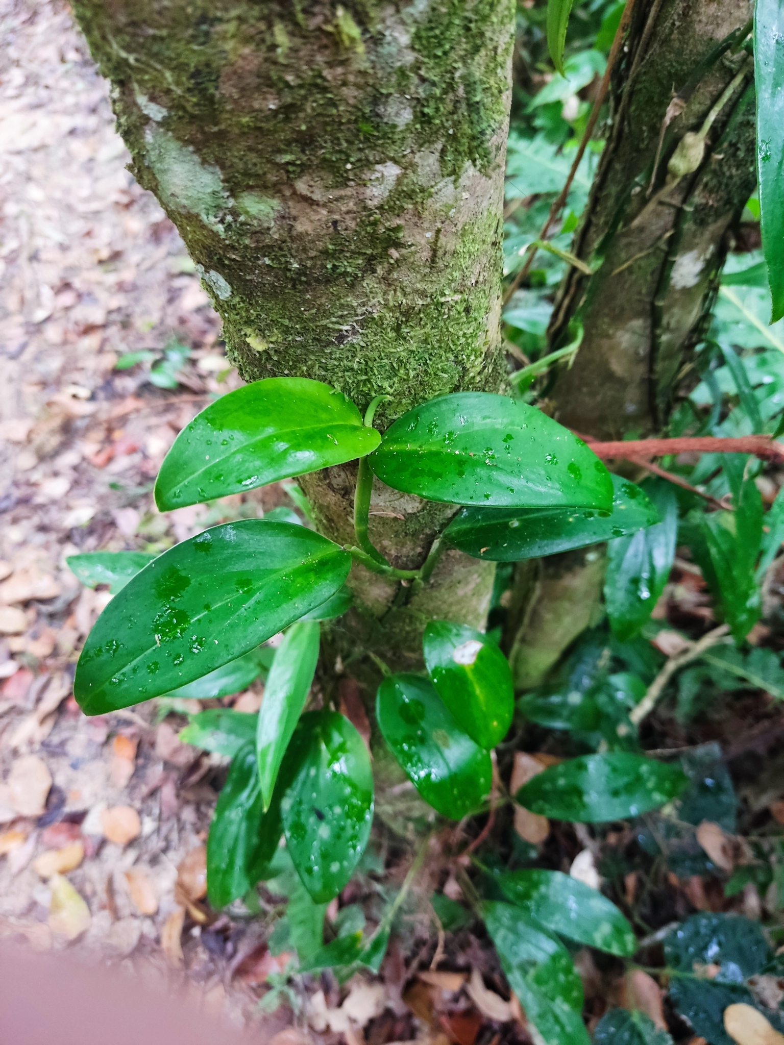 Monstera adansonii