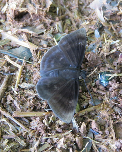 Aethilla echina