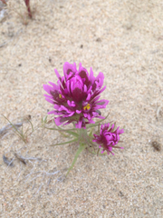 Castilleja exserta venusta