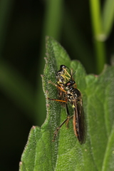 Dioctria
