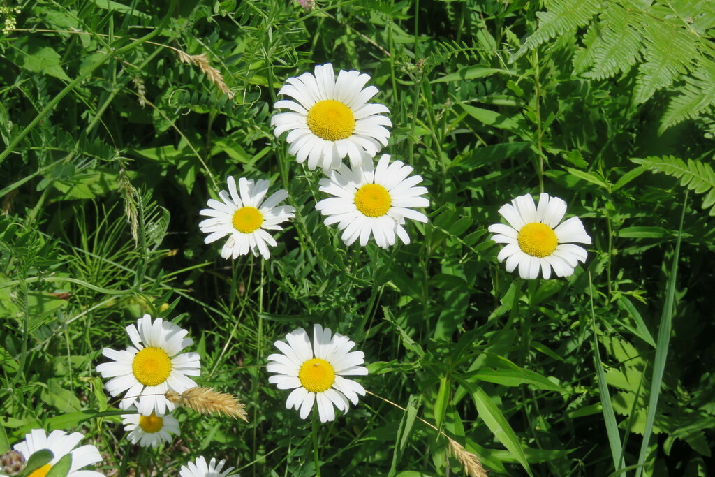 Oxaye oxeye daisy from Westford, VT, USA on June 26, 2018 at 02:27 AM by ...