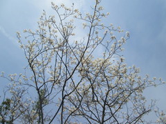 Amelanchier × lamarckii