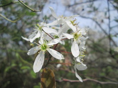 Amelanchier × lamarckii