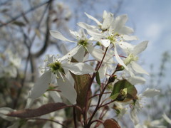 Amelanchier × lamarckii