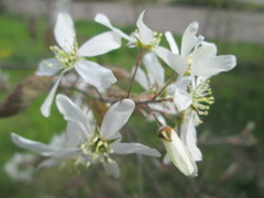 Amelanchier × lamarckii