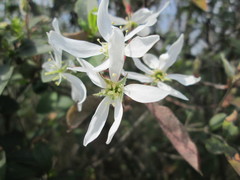 Amelanchier × lamarckii