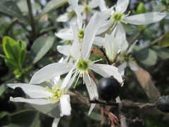 Amelanchier × lamarckii
