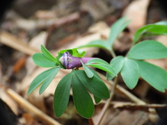 Corydalis pumila