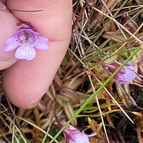Pinguicula involuta