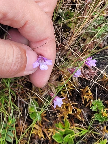 Pinguicula involuta