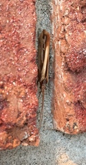 Limnephilus ornatus