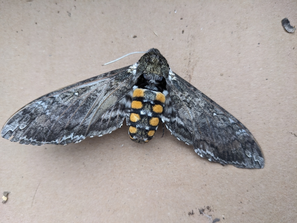 Carolina Sphinx from Avondale, Chicago, IL, USA on October 29, 2023 at ...