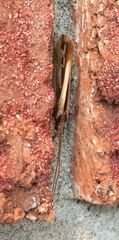 Limnephilus ornatus