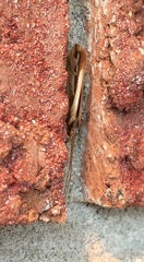 Limnephilus ornatus