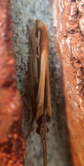 Limnephilus ornatus