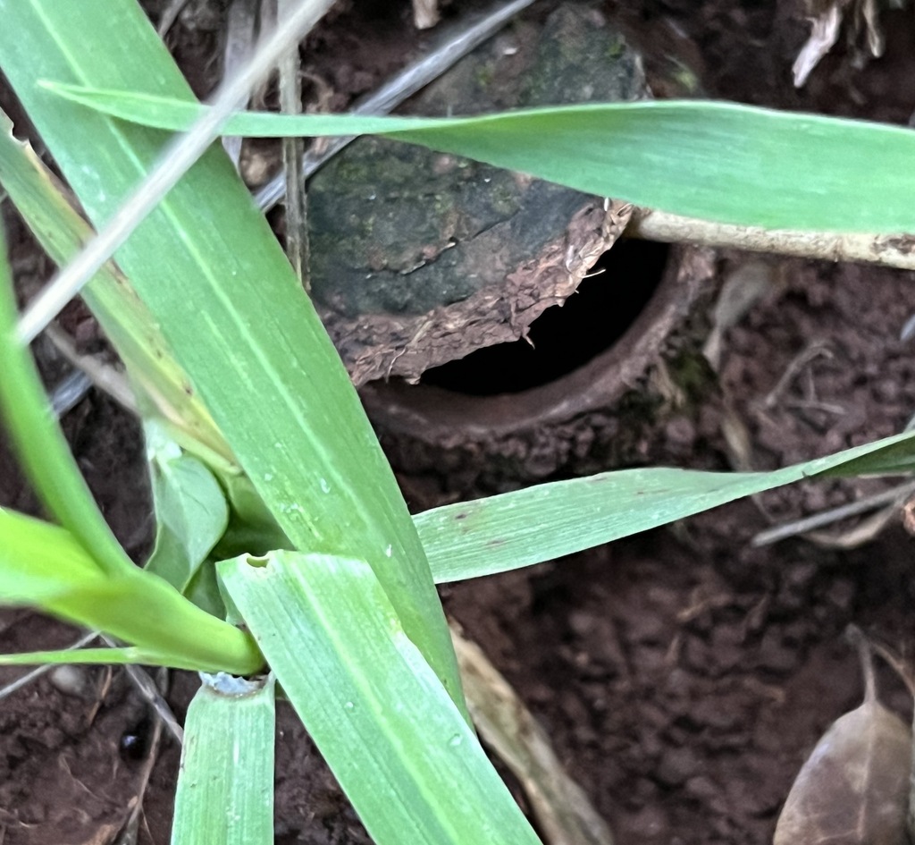 Titanidiops syriacus from Haifa, Israel on December 27, 2023 at 0425