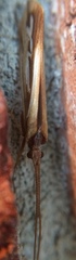 Limnephilus ornatus