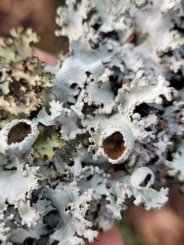Black Sheet Lichen